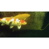 Furtun aerare 1metru